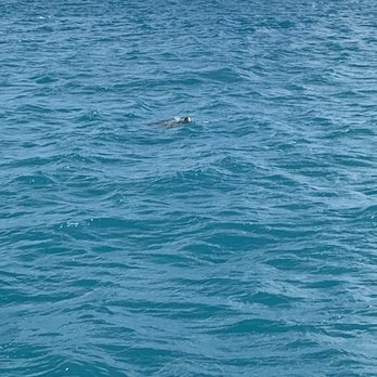 E Sea Diver - Sea turtle! - Snorkeling Near Me - Honolulu, Hawaii