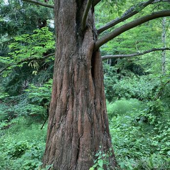 Cowen Park - A spoke-y tree. - Parks Near Me - Seattle, Washington Cowen Park - A spoke-y tree. - Parks Near Me - Seattle, Washington