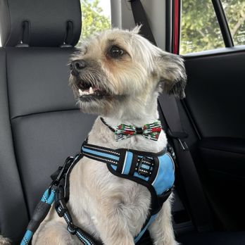 Wet Paws Grooming Studio - Chapo after grooming. - Pet Groomers Near Me - Mountain View, California