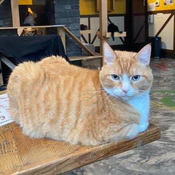 Seattle Meowtropolitan - Boo-boo, such a sweetie! - Themed Cafes Near Me - Seattle, Washington Seattle Meowtropolitan - Boo-boo, such a sweetie! - Themed Cafes Near Me - Seattle, Washington