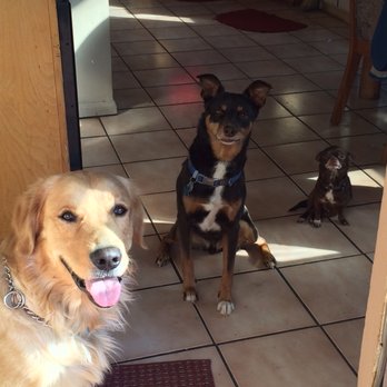 Timothy Flanagan - Pet Training Near Me Timothy Flanagan - Pet Training Near Me