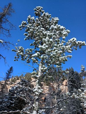 Mueller State Park by null