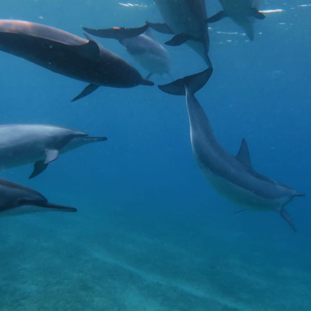 Brunos Charter - Dolphins during our snorkel! - Boat Tours Near Me