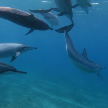 Brunos Charter - Dolphins during our snorkel! - Boat Tours Near Me Brunos Charter - Dolphins during our snorkel! - Boat Tours Near Me