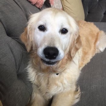 Compassionate In-Home Euthanasia - Our Sweet Dallas - Pet Services Near Me