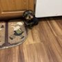 Deep South Yorkies