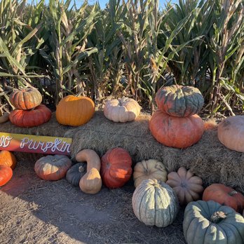 Sweet Eats Adventure Farm - Attraction Farms Near Me - Georgetown, Texas
