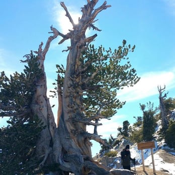 Mount Baden-Powell Trail - With Wally! - Hiking Near Me