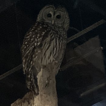 High Desert Museum - Live spotted owl - Museums Near Me - Bend, Oregon