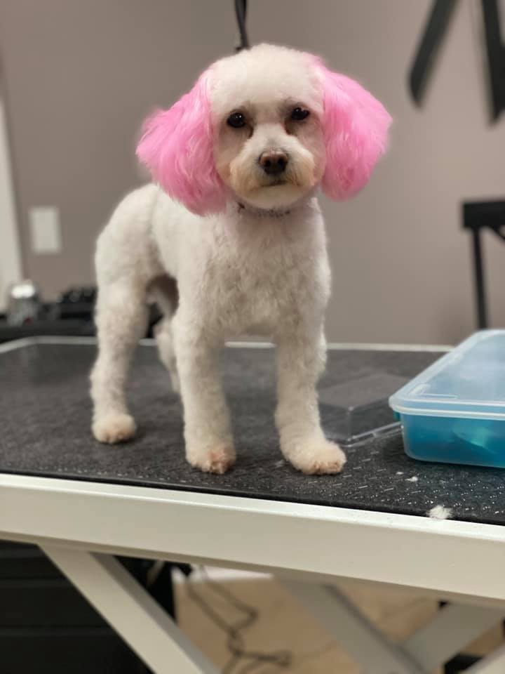 PAMPERED PUPS & CATS BOARDING & GROOMING Updated May 2024 14 Photos