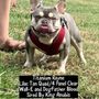 Photo of Faith Family Frenchies