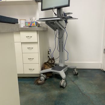 Petsadena Animal Hospital - Exam room with a cat - Veterinarians Near Me - Pasadena, California