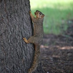 Willow Creek Recreational Park - Willow Creek Park Squirrel with food. Photo by Happy Tails Pet Pal, LLC.