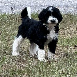 Cypress Spring Kennels