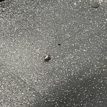 Anytime Fitness - Another cockroach - Gyms Near Me - Fairfield, California Anytime Fitness - Another cockroach - Gyms Near Me - Fairfield, California