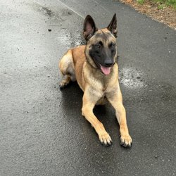 Nikki’s Kinetic K9 Training