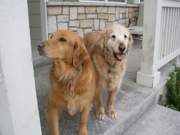 Family Pet Sitting Image