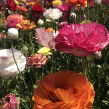 The Flower Fields - Venues & Event Spaces Near Me - Carlsbad, California The Flower Fields - Venues & Event Spaces Near Me - Carlsbad, California