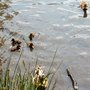 Photo of Golden Acre Park