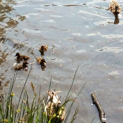Golden Acre Park - Baby ducklings!