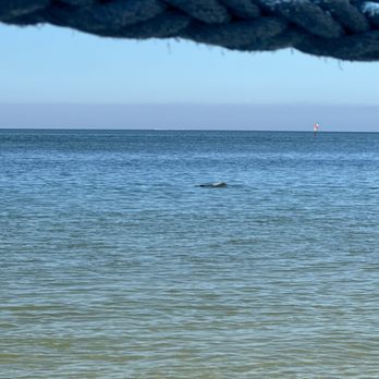Holiday Inn - Dolphins right from my lounge chair! - Hotels Near Me - Clearwater Beach, Florida Holiday Inn - Dolphins right from my lounge chair! - Hotels Near Me - Clearwater Beach, Florida