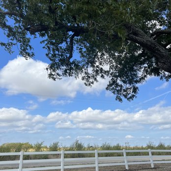 Rooted In - The image features a large tree with abundant green leaves and a thick trunk, extending over a white wooden fence. The background shows a clear blue sky with scattered white clouds, and a distant horizon with some low vegetation. The scene appears to be outdoors in a rural or suburban area. - Nurseries & Gardening Near Me - Pilot Point, Texas