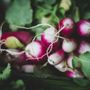 Photo of Better Food Farm