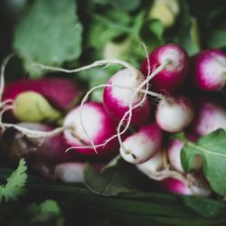 Better Food Farm - Gorgeous radishes