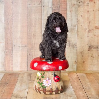Eichner Studios - My dogs :) - Event Photography Near Me - Charlottesville, Virginia Eichner Studios - My dogs :) - Event Photography Near Me - Charlottesville, Virginia