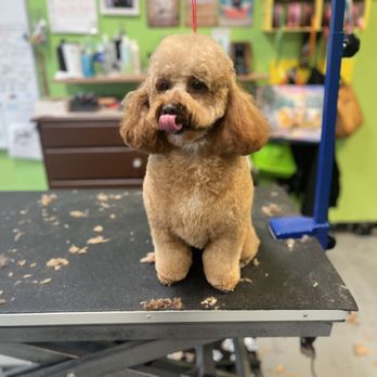 Mutt Cutts Dog Spa - Pet Groomers Near Me - Chino, California
