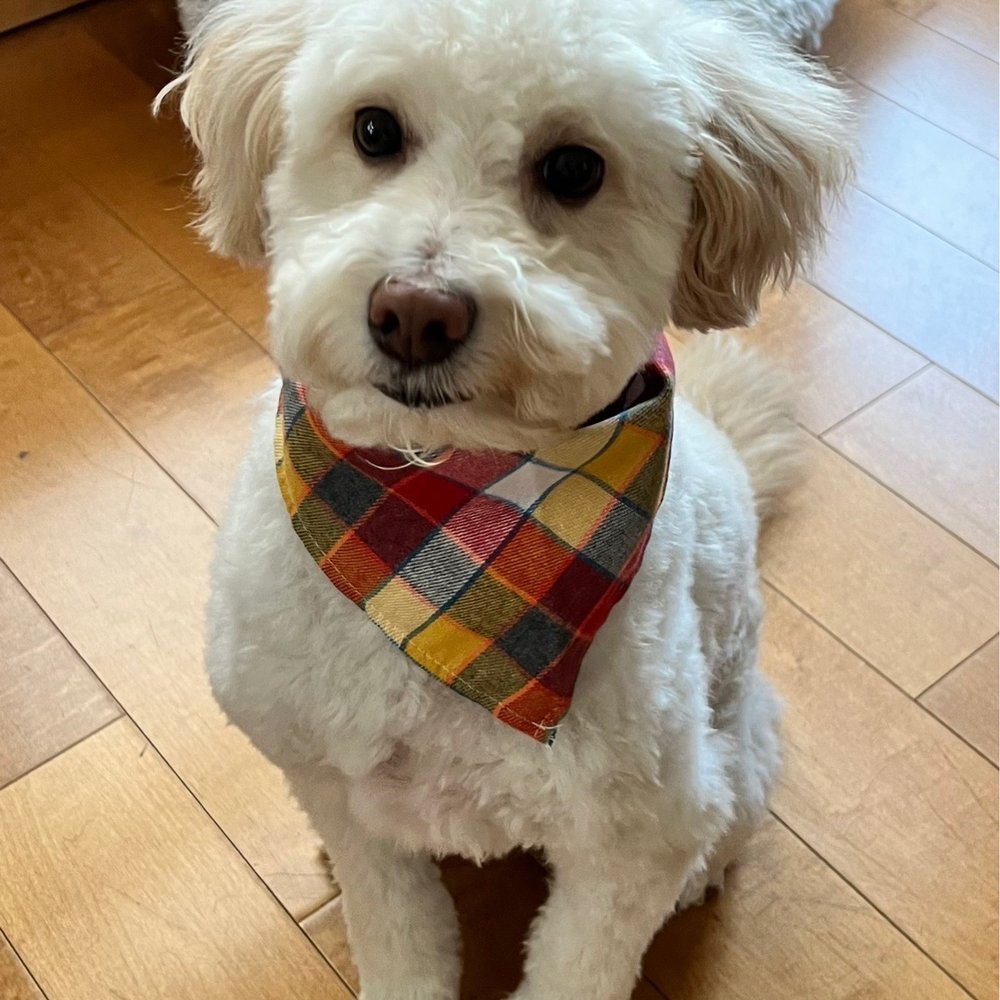 One Love Pet Parlor - Pet Groomers Near Me - Phoenix, Arizona One Love Pet Parlor - Pet Groomers Near Me - Phoenix, Arizona