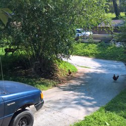 Dean's Automotive & Wrecker Service - The truck, with a deer and two neighbor chickens.