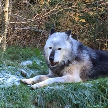 Grouse Mountain - The wolf is AWESOME - Hiking Near Me - North Vancouver, British Columbia