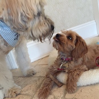 Hales Australian Labradoodles - Pet Stores Near Me - Bakersfield, California