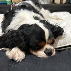 Danvers Animal Hospital - Blaire napping
