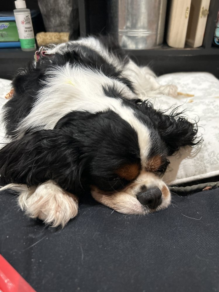 Danvers Animal Hospital Image