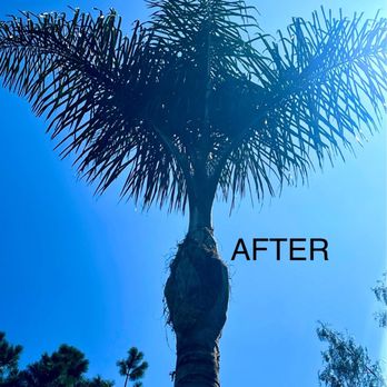 D&N Tree Care - Queen Palm - Tree Services Near Me D&N Tree Care - Queen Palm - Tree Services Near Me