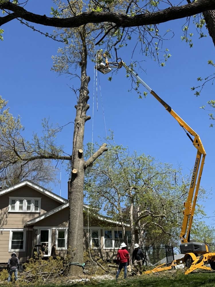 Divino Landscaping & Tree Services - tree service in Omaha, NE