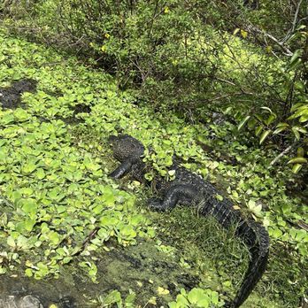 Everglades Safari Park - Amusement Parks Near Me - Miami, Florida Everglades Safari Park - Amusement Parks Near Me - Miami, Florida