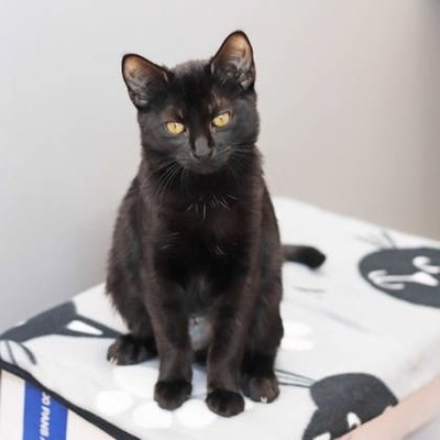 Atlanta Humane Society by null