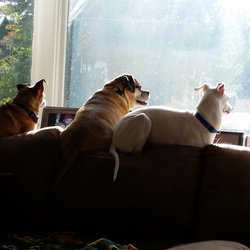All Creatures Pet Sitting Service