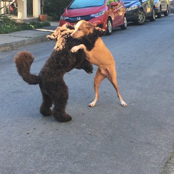 Pupsnwhiskers - Dog Walkers Near Me - Sausalito, California Pupsnwhiskers - Dog Walkers Near Me - Sausalito, California