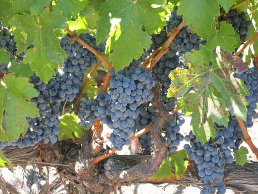 Dutcher Crossing Winery by null