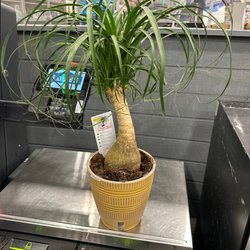 Lowe's Home Improvement - Ponytail Palm