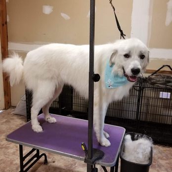 Peewee Grooming - Pet Groomers Near Me - Dahlonega, Georgia