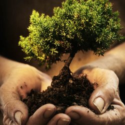 Caffrey Tree & Landscape