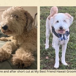 Before and after for my pup. Great place! Before and after for my pup. Great place!
