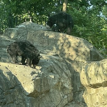 Smithsonian National Zoological Park - Sloth Bears - Zoos Near Me - Washington, DC, District of Columbia Smithsonian National Zoological Park - Sloth Bears - Zoos Near Me - Washington, DC, District of Columbia