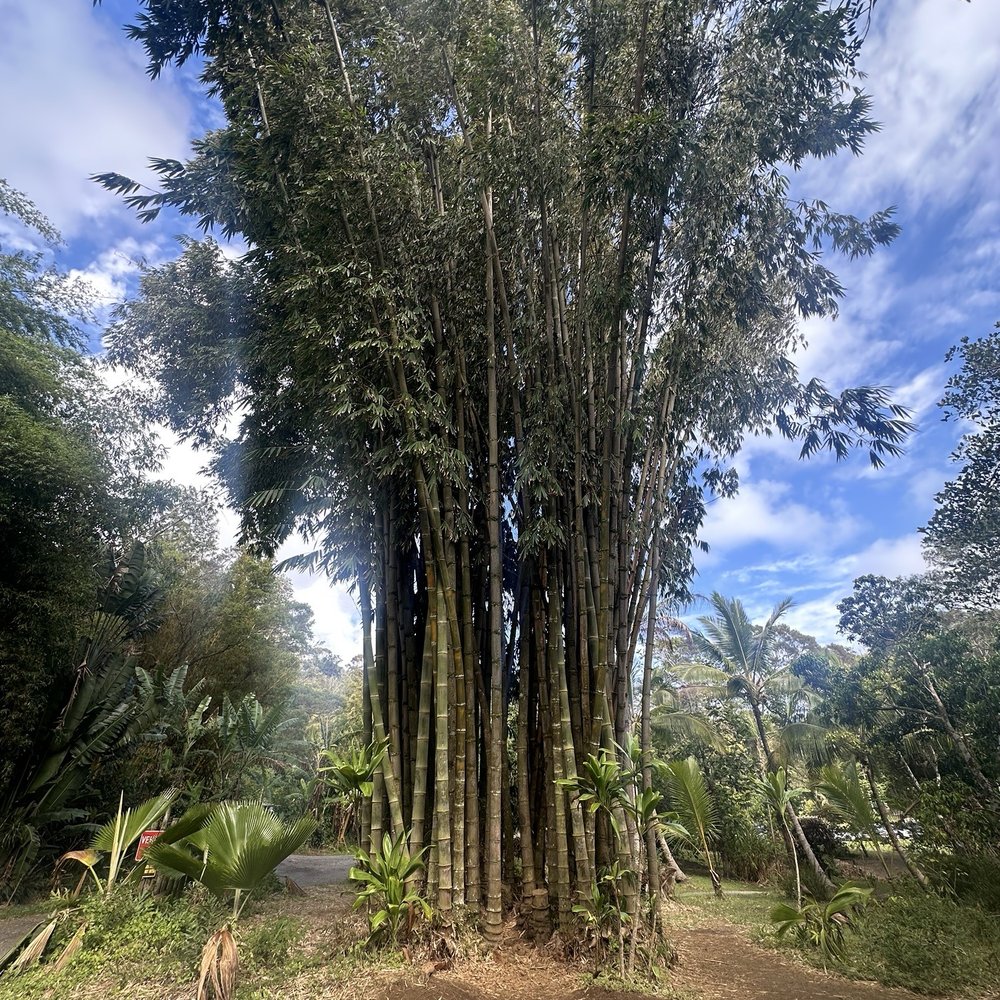 Twin Falls Trail - Hiking Near Me - Haiku, Hawaii Twin Falls Trail - Hiking Near Me - Haiku, Hawaii