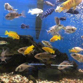 Ocean Design Aquarium - Local Fish Stores Near Me - Chicago, Illinois